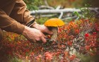 Mit der Ilse in die Pilze - Was Sammler wissen sollten