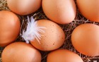 Eier auf dem Prüfstand